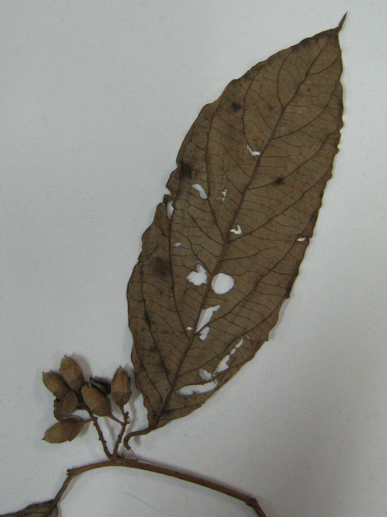 Styrax guyanensis — search result for 'Styrax'