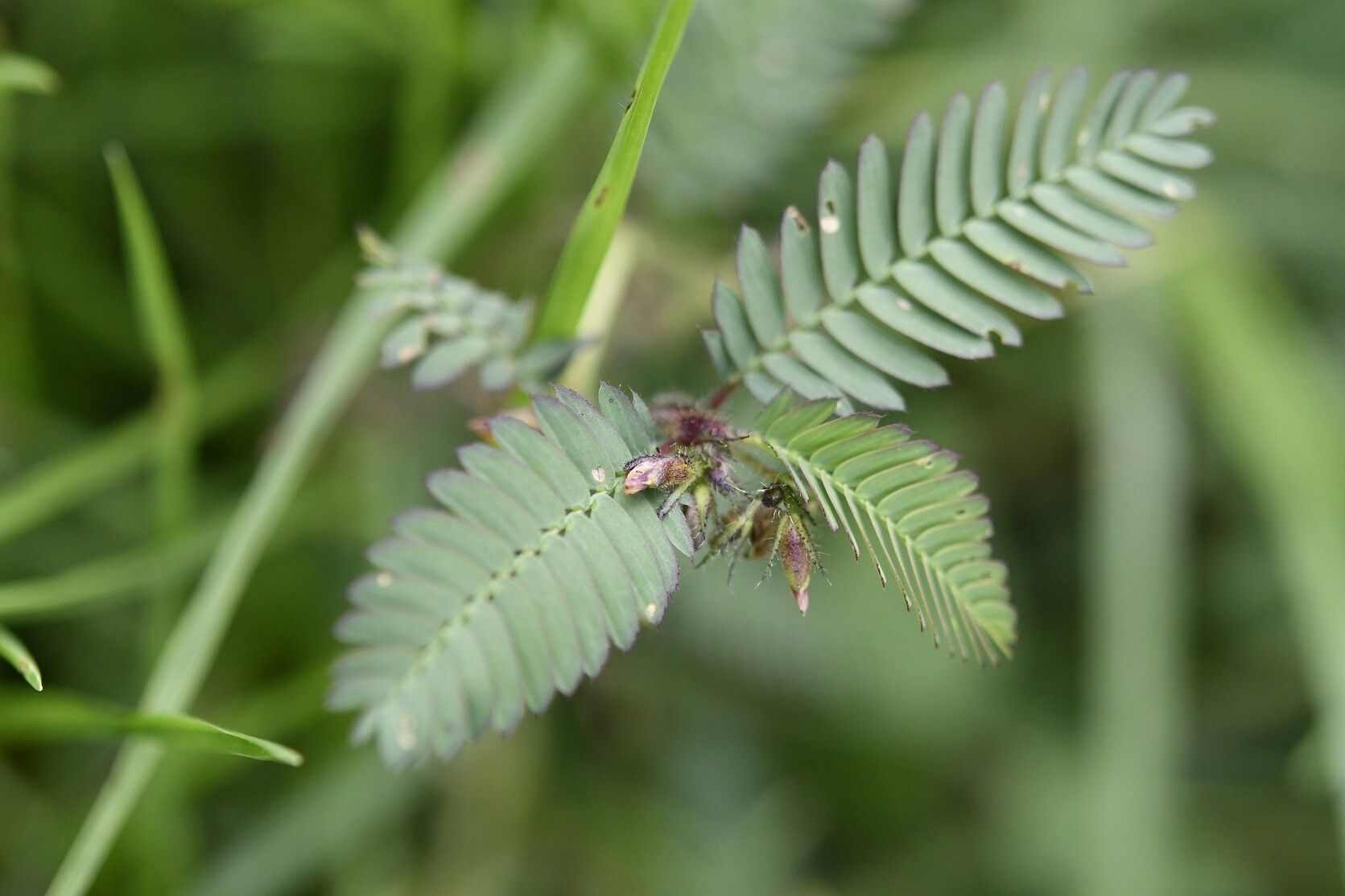 Aeschynomene villosa — houseplant care guide