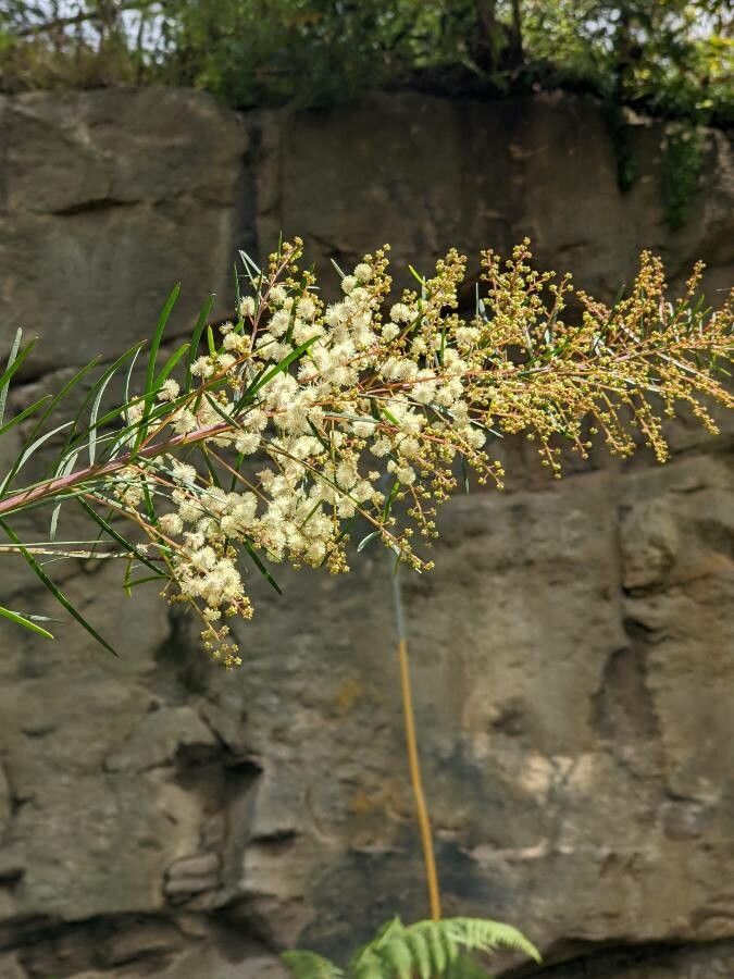 Acacia linifolia flower