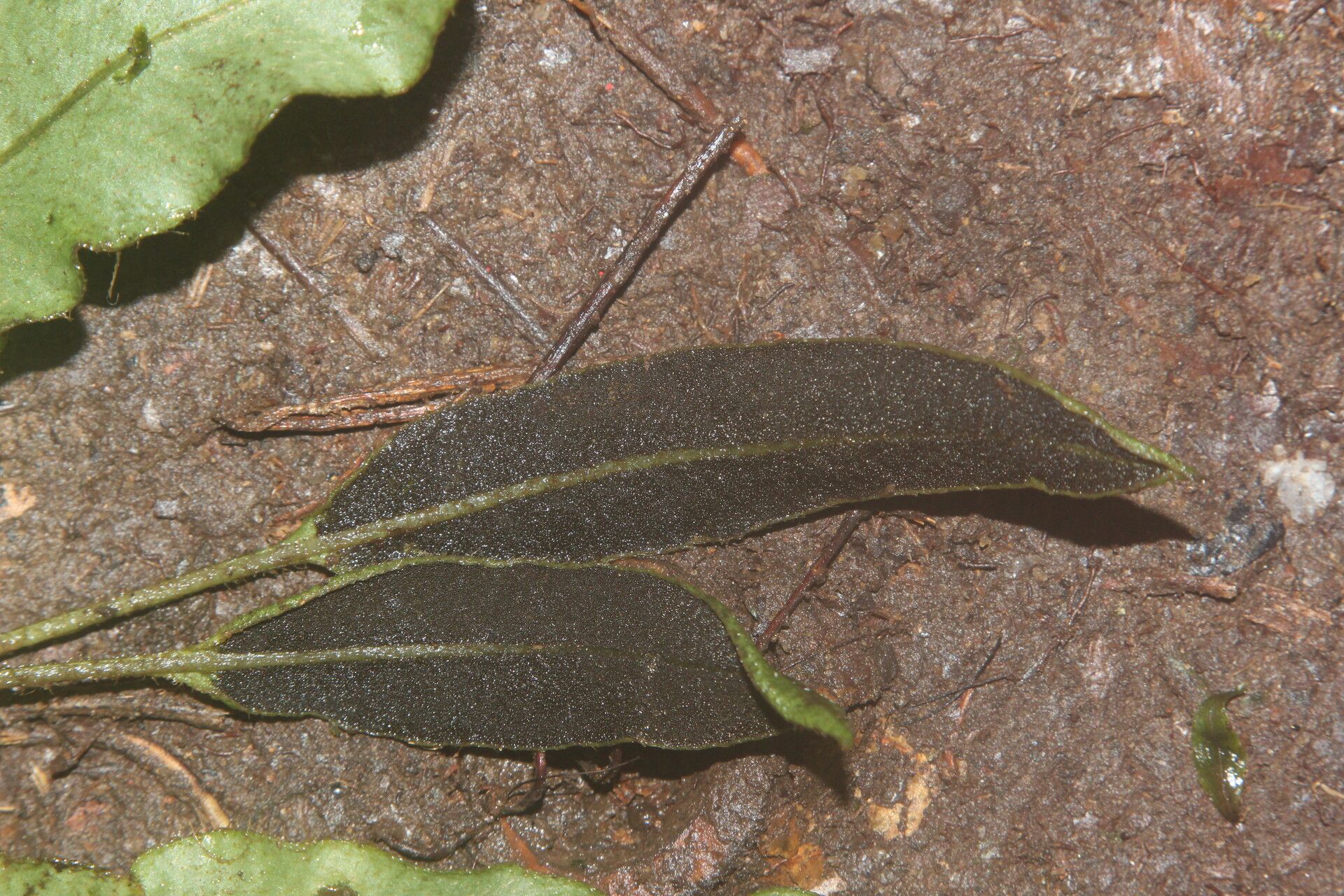 Elaphoglossum cinnamomeum fruit