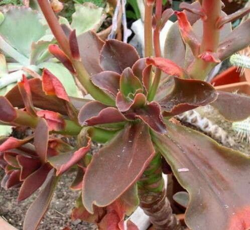 Echeveria fimbriata habit