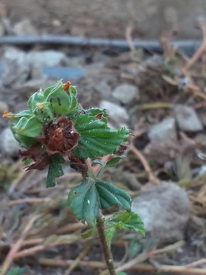 Malvastrum coromandelianum flower