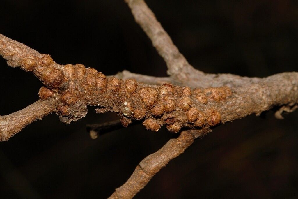 Pilostyles aethiopica bark