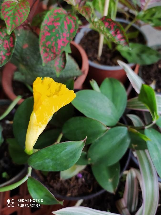 Costus spectabilis flower