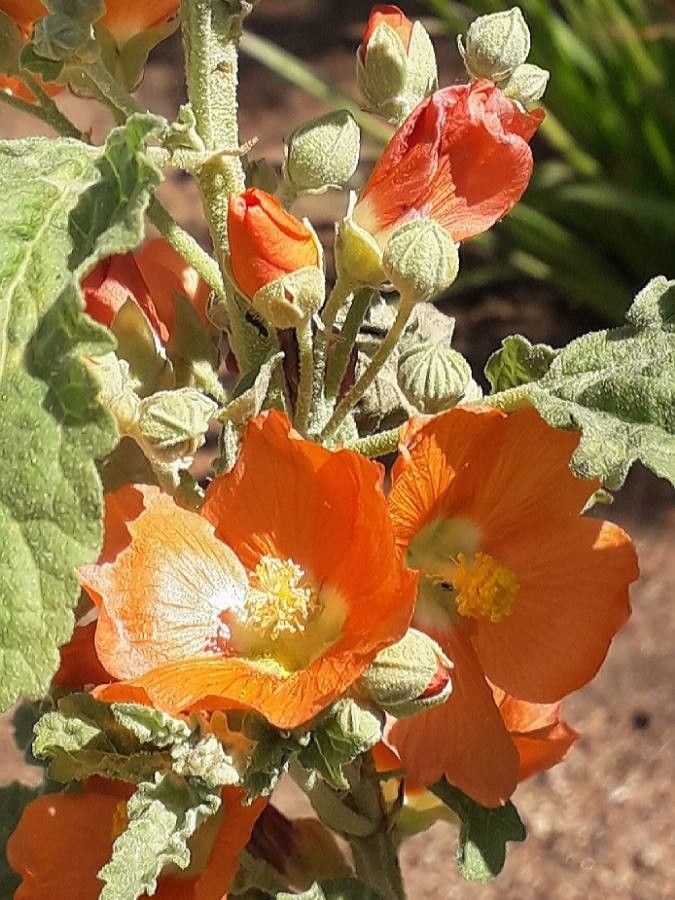Sphaeralcea ambigua flower