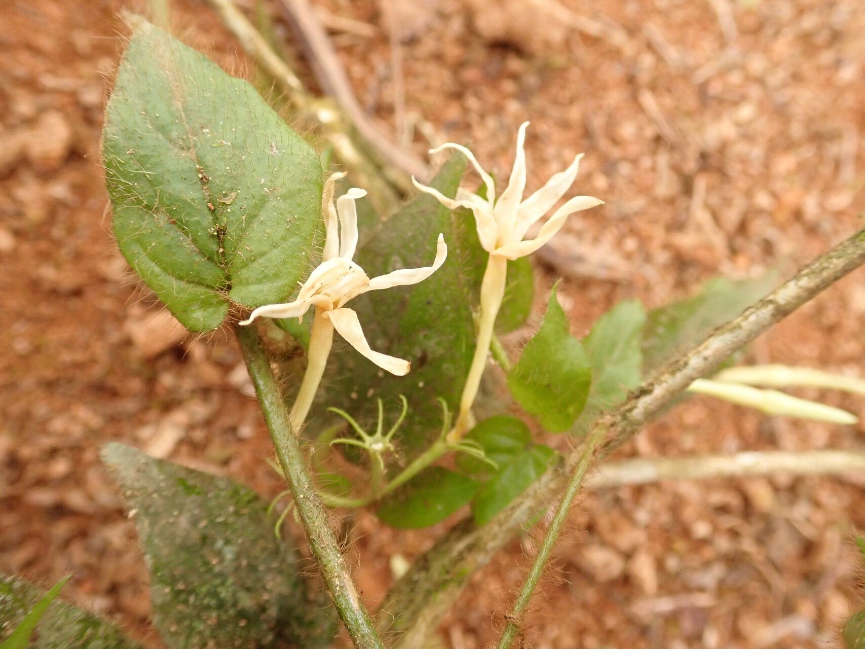 Jasminum preussii flower