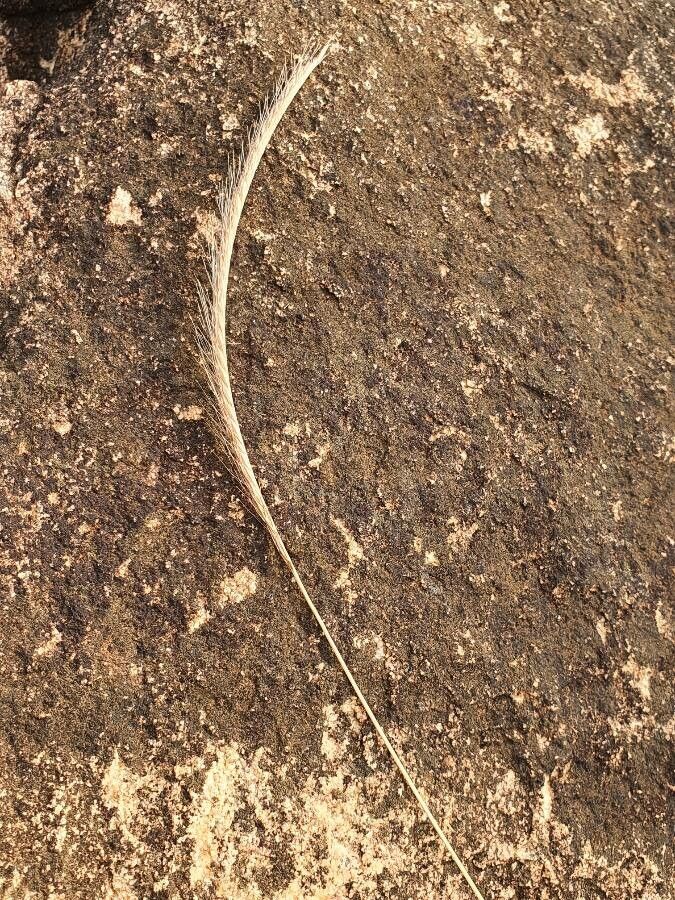 Enteropogon macrostachyus flower