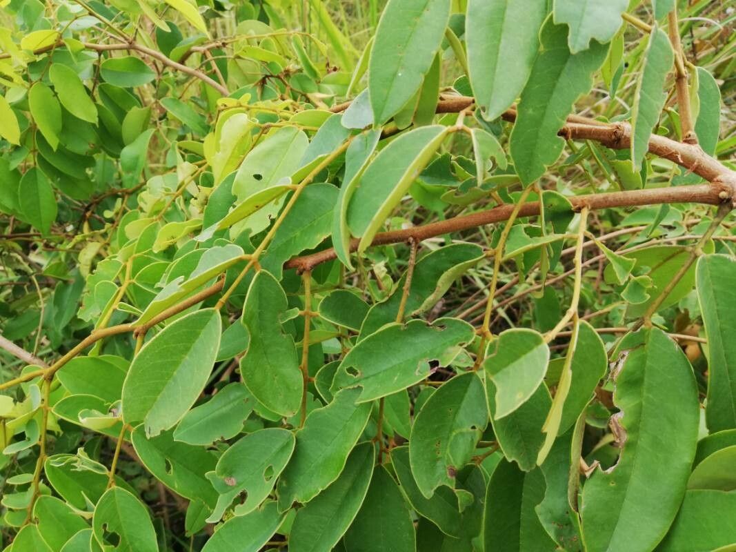 Dialium englerianum leaf