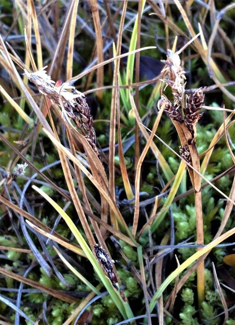 Carex lachenalii habit