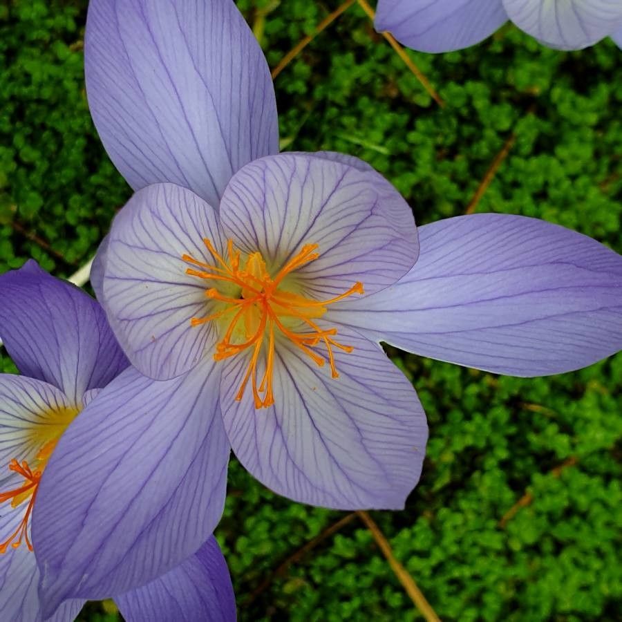 Crocus speciosus flower