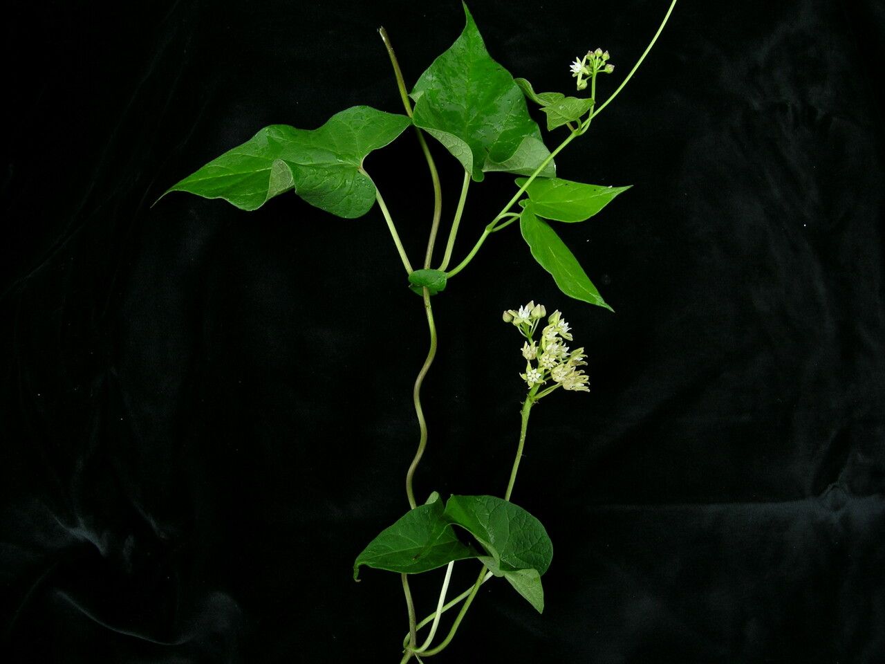 Telosma pallida habit