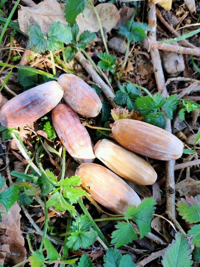 Cephalotaxus harringtonia fruit