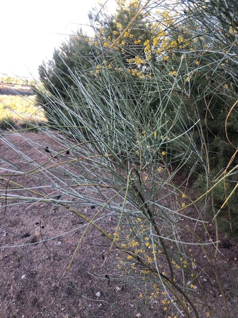 Genista sphaerocarpa — search result for 'Genista'