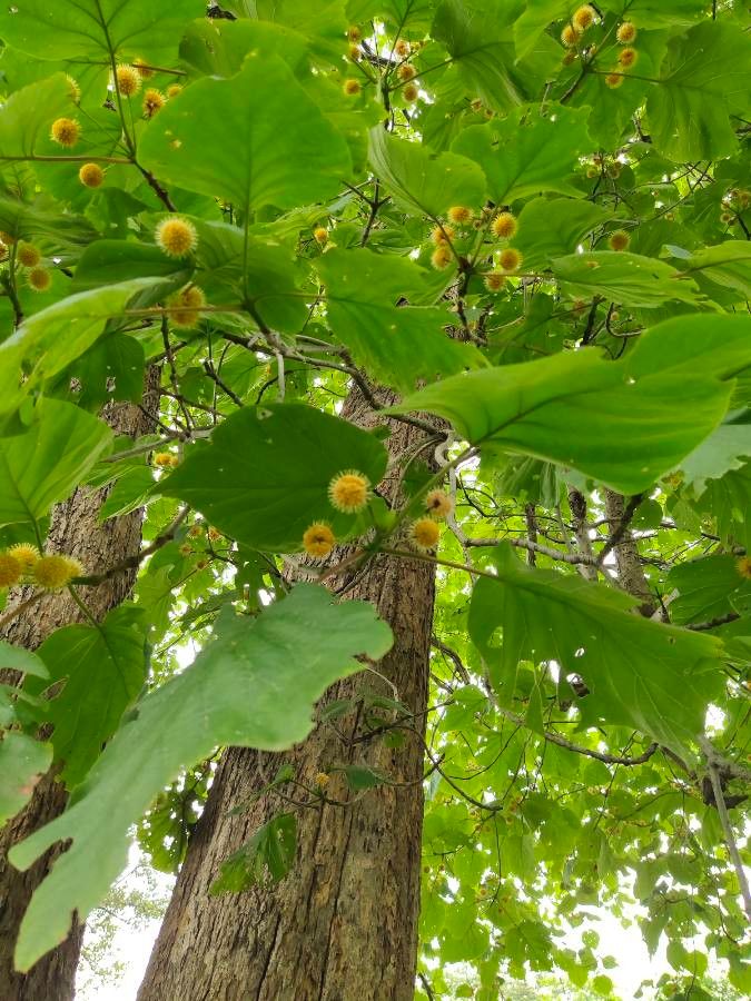 Adina cordifolia flower