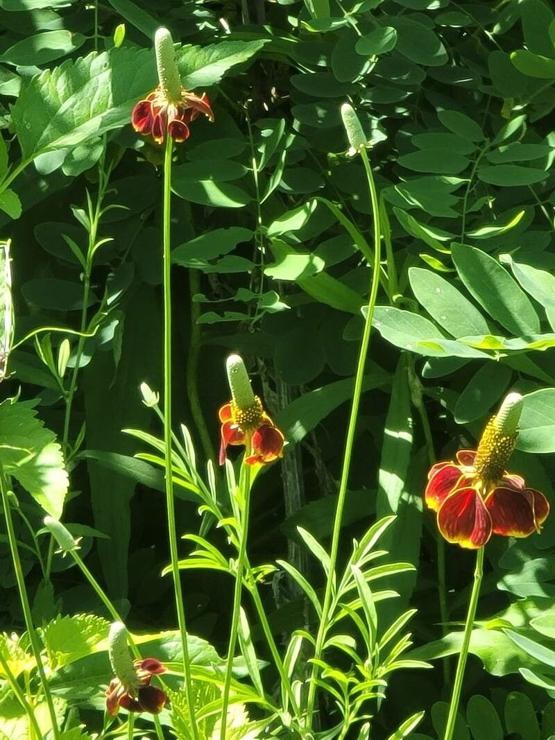 Ratibida columnifera flower