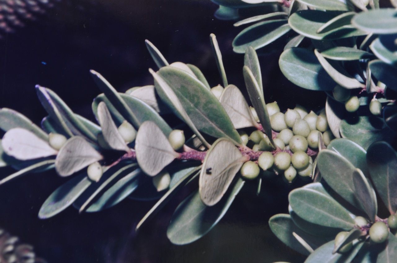 Xylosma inaequinervia habit