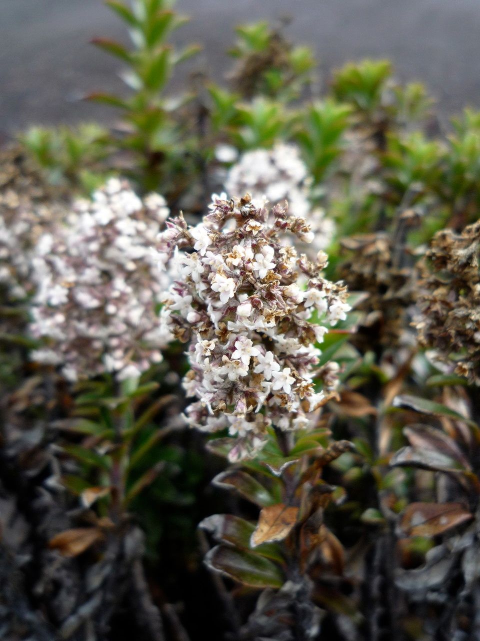 Valeriana microphylla flower