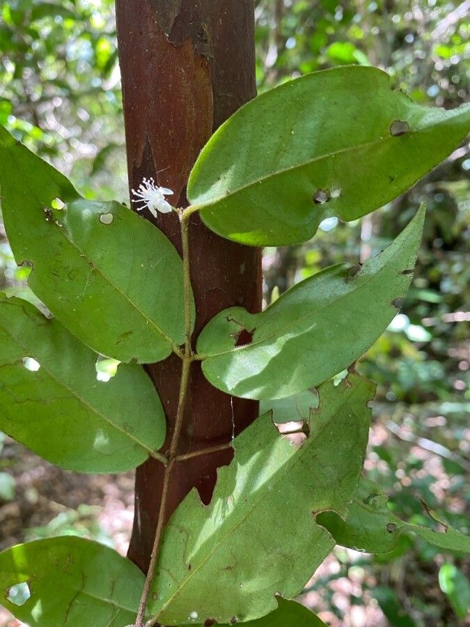 Eugenia inversa — houseplant care guide