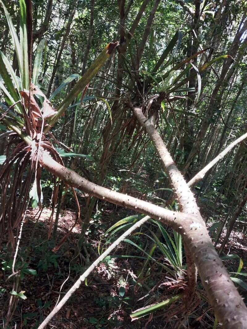 Pandanus latistigmaticus other