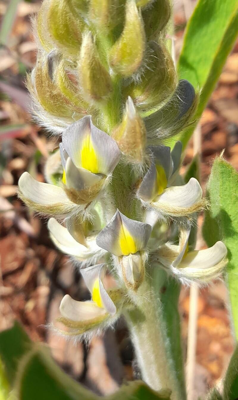 Lupinus paraguariensis flower