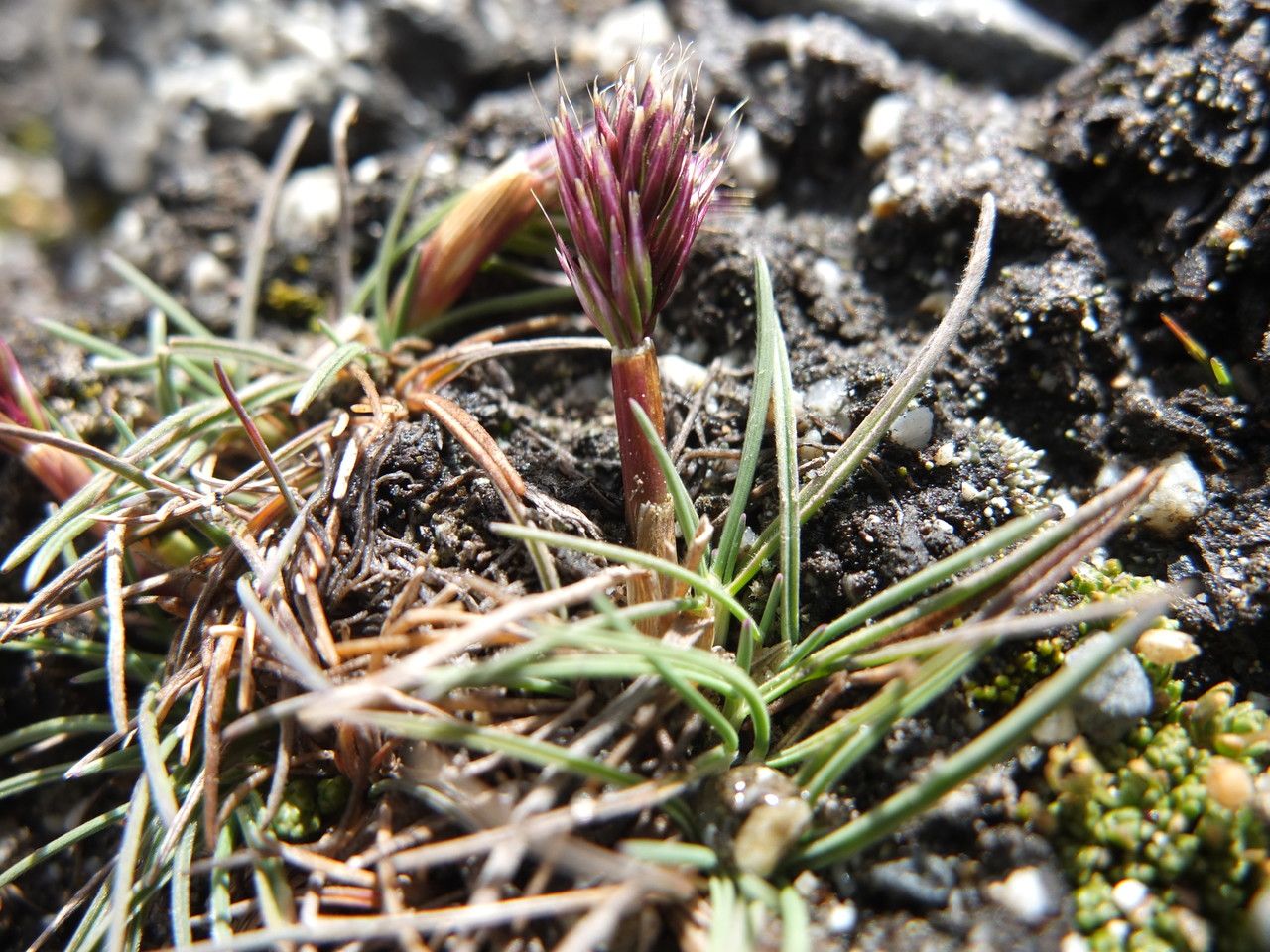 Dielsiochloa floribunda habit