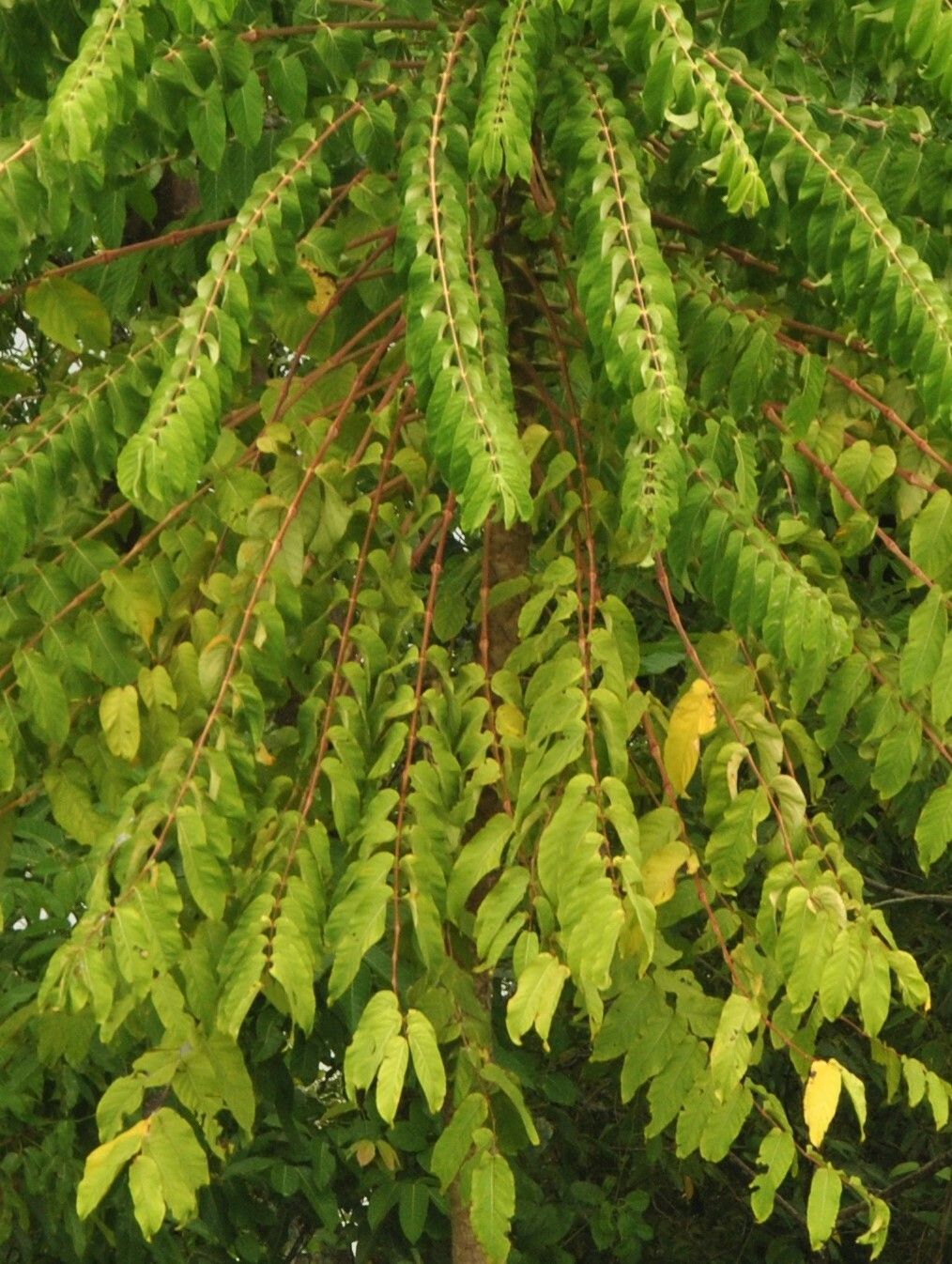 Polyscias nodosa leaf