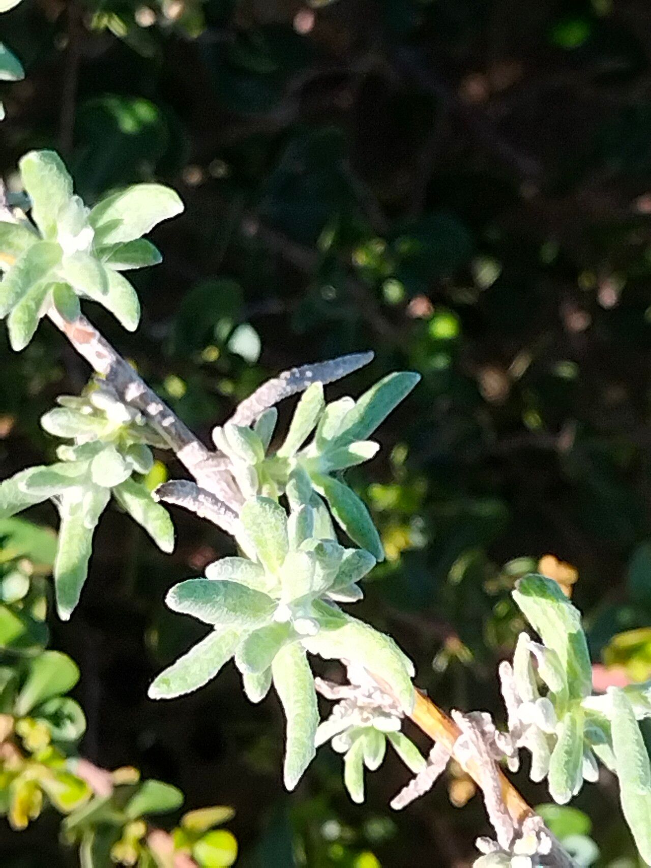 Helichrysum revolutum leaf