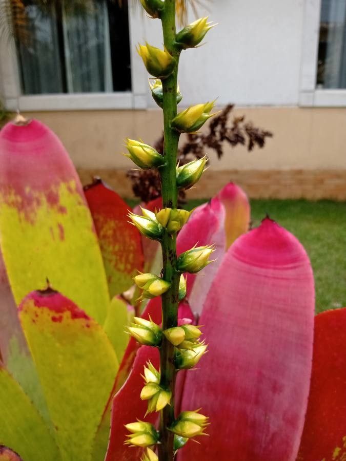 Neoregelia farinosa flower