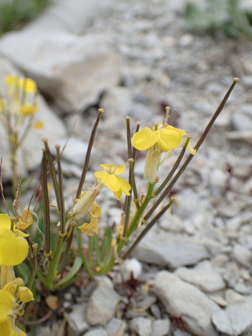 Erysimum ochroleucum fruit