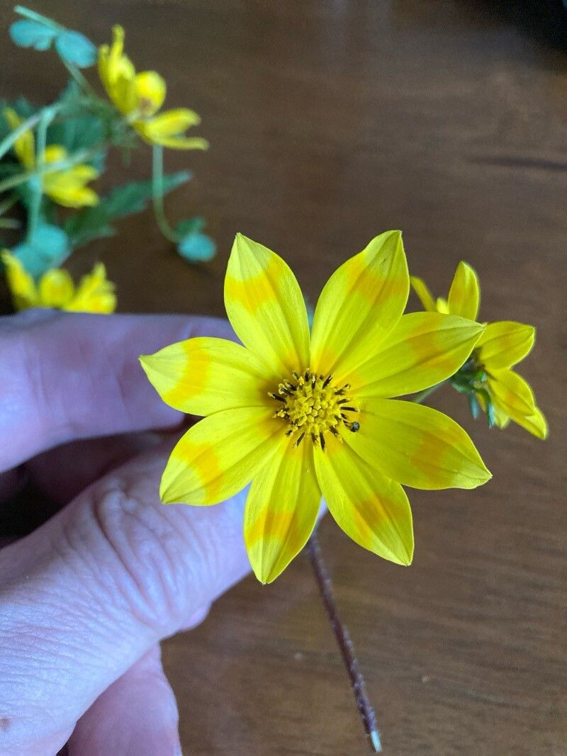 Bidens pachyloma flower