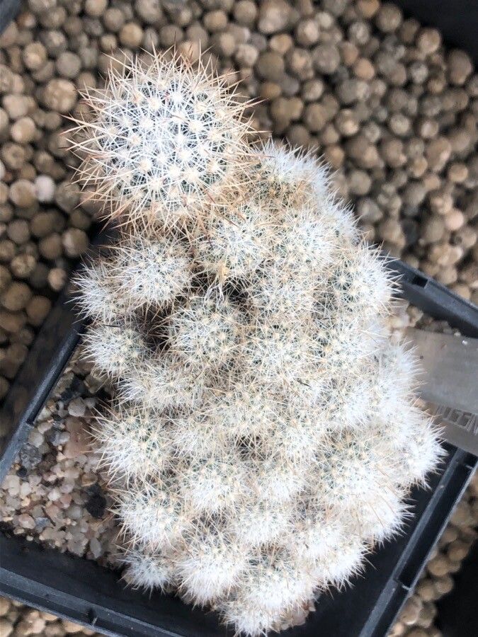 Escobaria sneedii — search result for 'and Chihuahua'