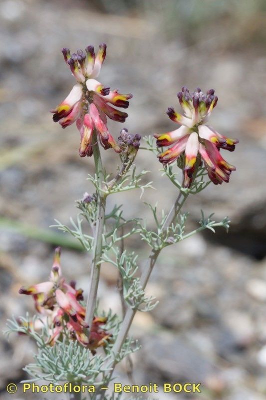 Platycapnos tenuiloba other