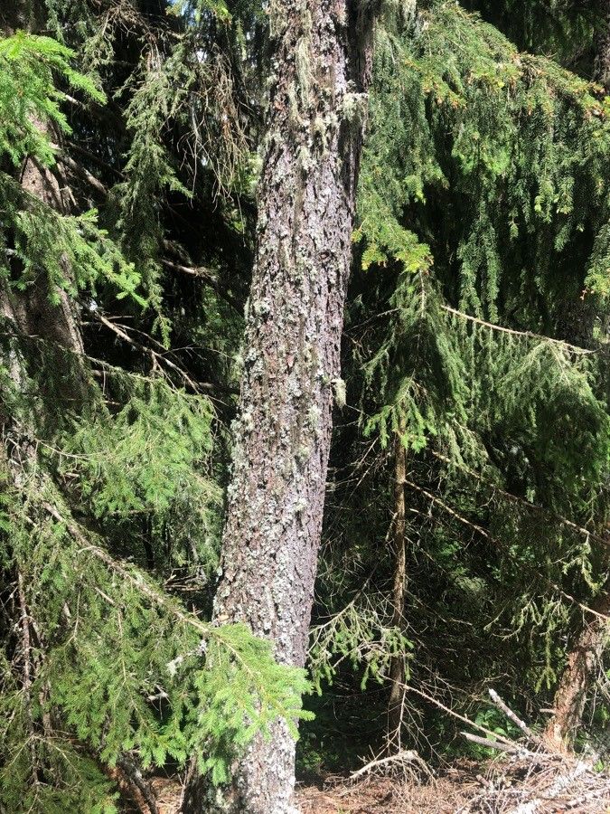 Picea morrisonicola bark