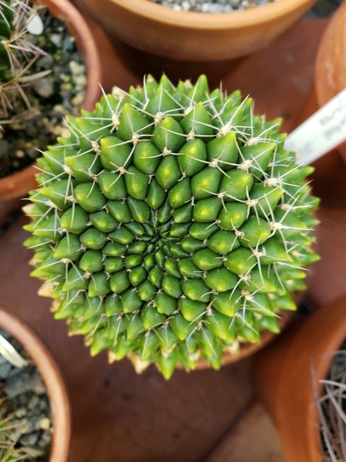 Sulcorebutia mentosa — houseplant care guide