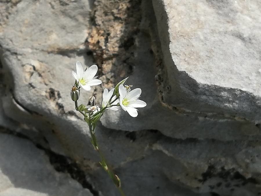 Minuartia rostrata flower