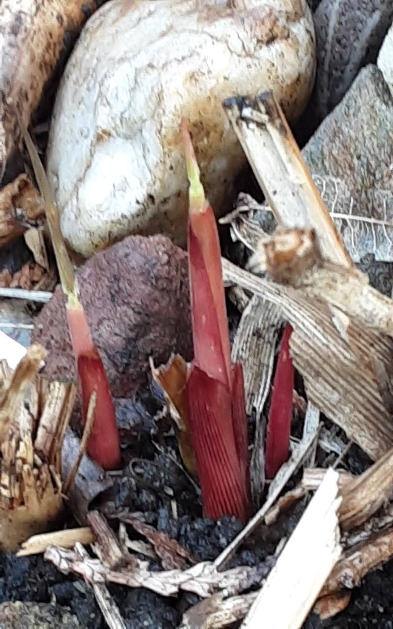 Miscanthus × longiberbis — houseplant care guide