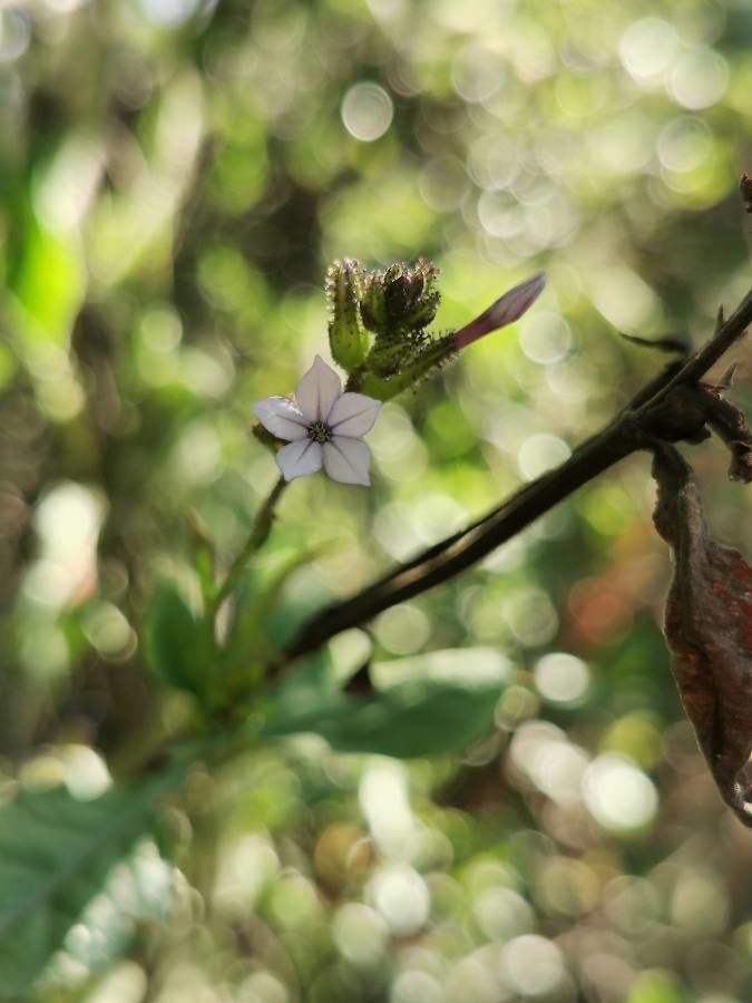 Plumbago pulchella — search result for 'Plumbaginaceae'