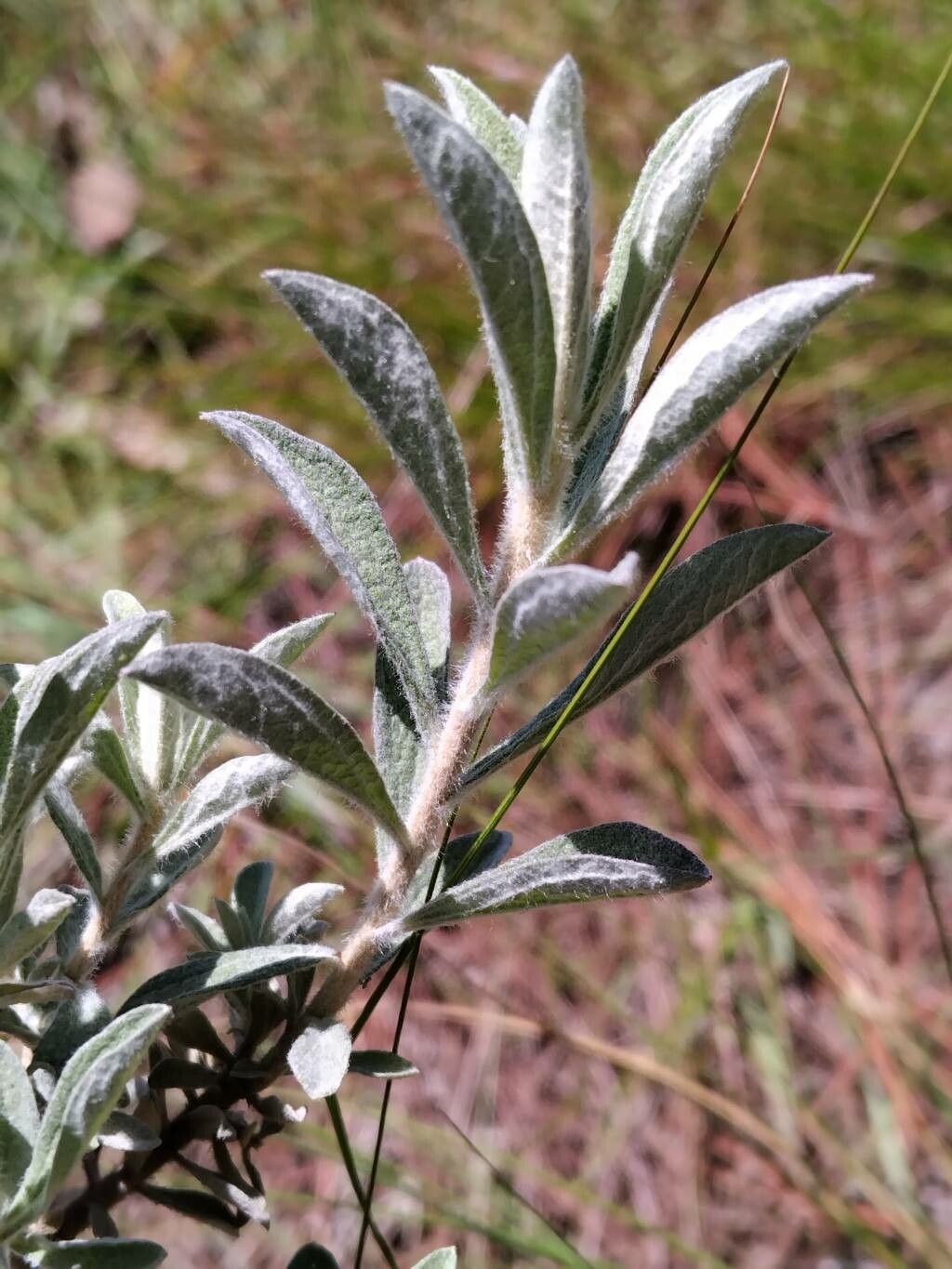 Helichrysum gymnocephalum leaf