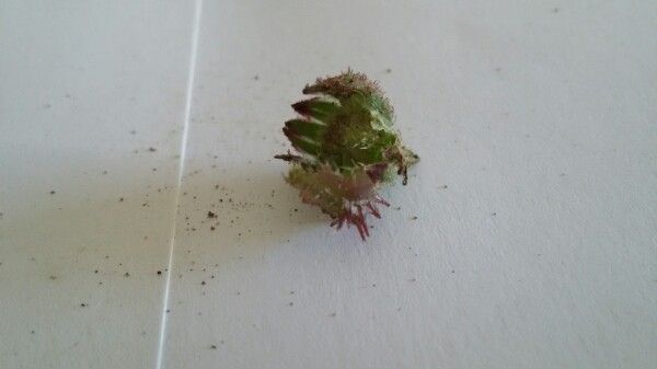Calendula stellata fruit