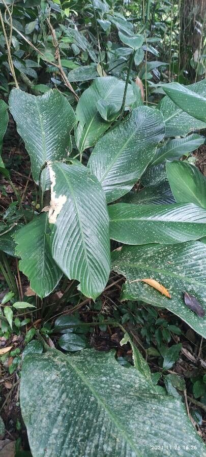 Phrynium pubinerve leaf