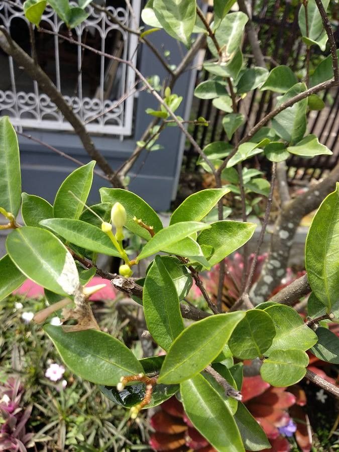 Wrightia antidysenterica — related species from the same genus