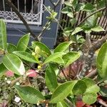 Wrightia antidysenterica