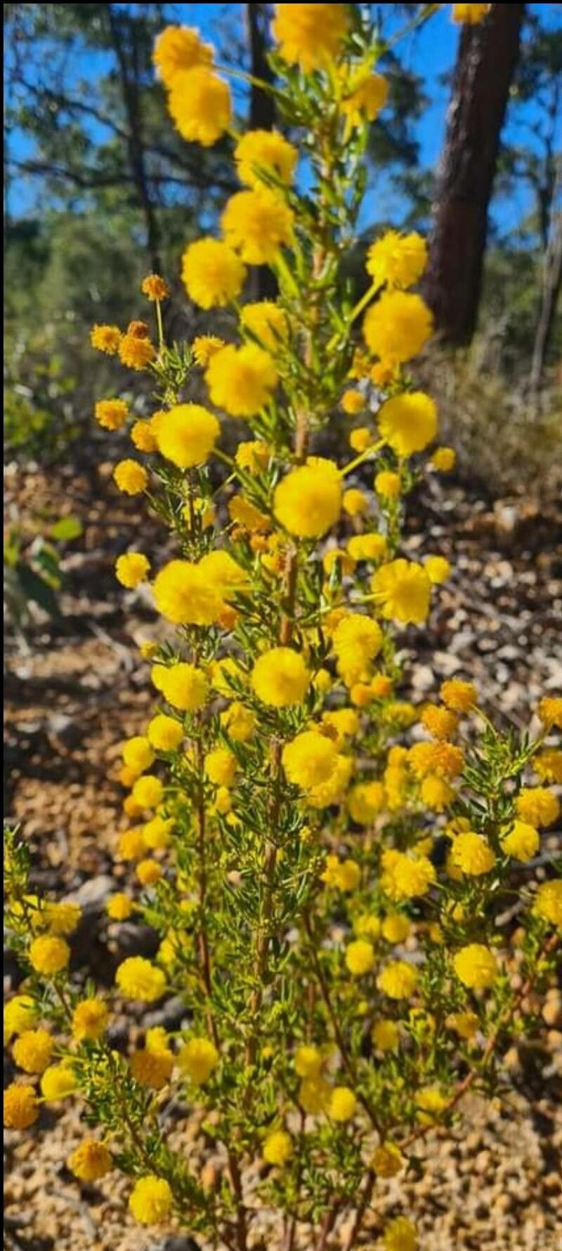 Acacia pulchella flower