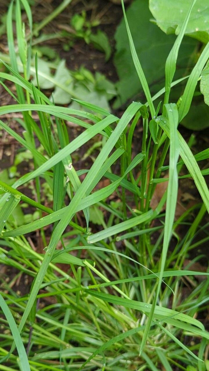 Glyceria striata leaf