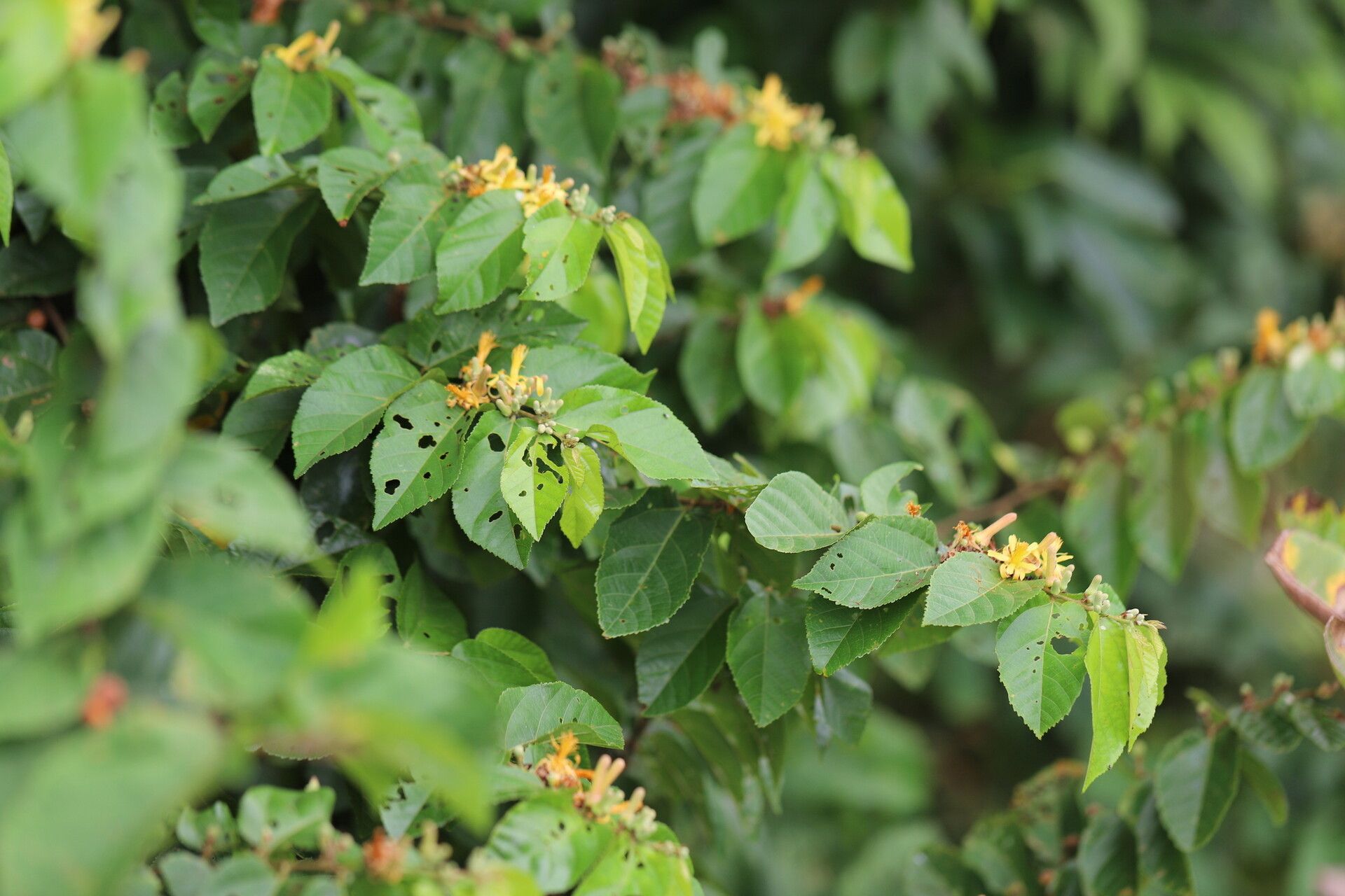 Grewia carpinifolia — houseplant care guide