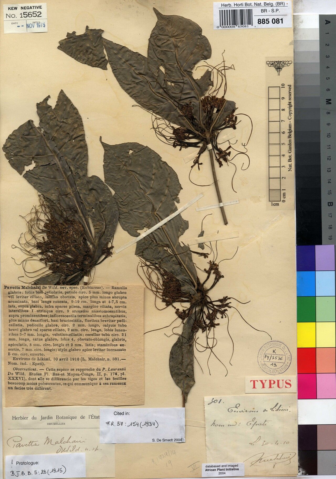 Pavetta malchairii — houseplant care guide