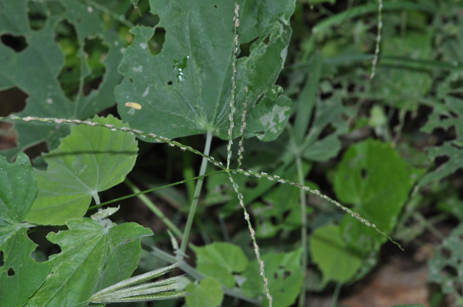 Digitaria bicornis other