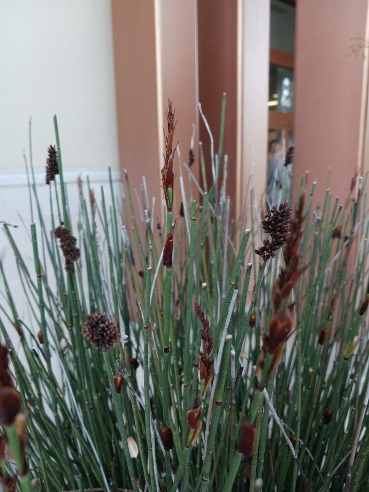 Elegia tectorum leaf