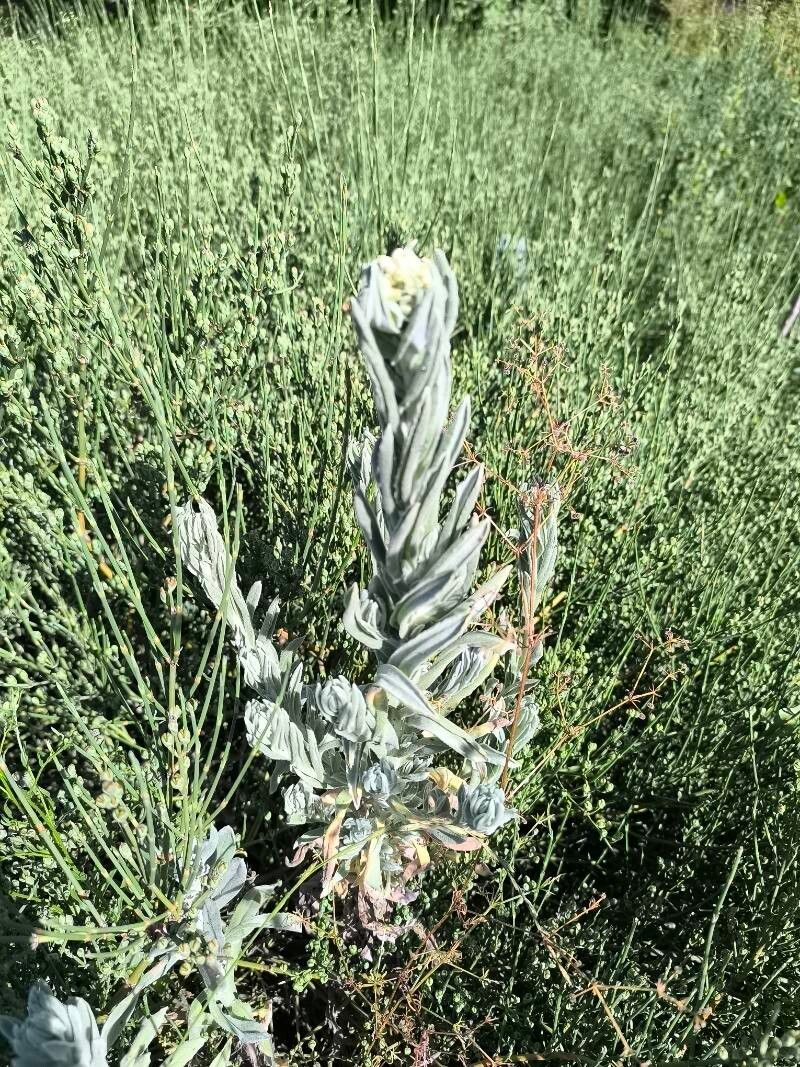 Pseudognaphalium leucopeplum leaf
