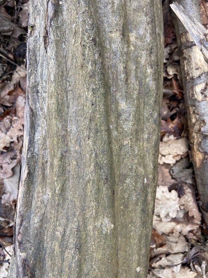 Cordia ovalis bark